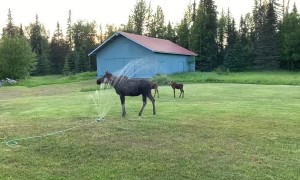 Moose Family Plays in Backyard Sprinklers
