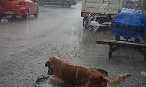 Happy Pooch Plays in the Rain