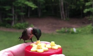 Feeding Hummingbirds by Hand