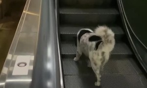 Dog Goes Up the Down Escalator