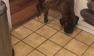 Boxer Knows He's Made a Mistake
