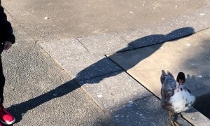 Little Boy Befriends Neighborhood Park Duck