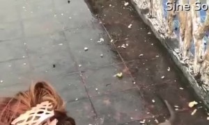 Monkey Slips and Falls Over After Taking a Treat