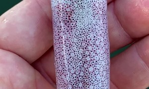 Mesmerizing Color Changing Squid