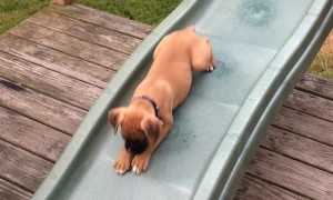 Sarge the Boxer Puppy Enjoying a Slide all on His Own