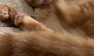 This Cat's Foot Seem to be Confused