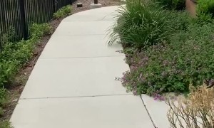 Doggy Gets Super Excited to See Park
