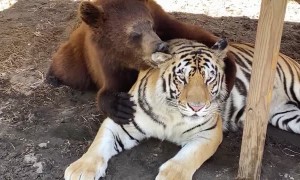 Bear Grooms His Best Friend