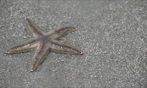 Gray Sea Starfish In Action