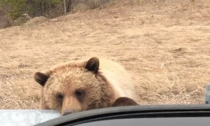 Bear Family Come in Close for a Photo
