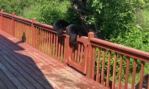 Black Bear Cubs Break Into Family Home