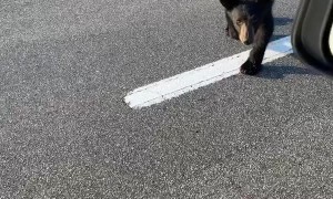 Baby Bear Comes Over to Say Hello