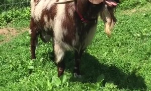 Goats Strange Screams of Seduction