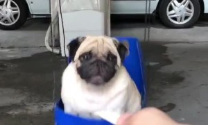 Pug Swings Towards Treat