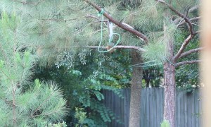 Squirrel Working for Peanuts
