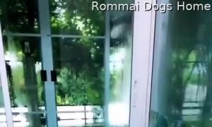 Dogs Excited to See Owner Coming Home