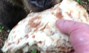 Bear Eats Russian Pancakes