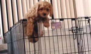 When your owners underestimate your monkey abilities