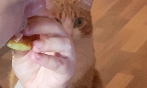 Cat Really Wants Sandwich