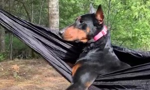 Happy Dog Relaxes in Hammock