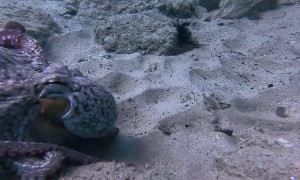 Playing Tug of War with an Octopus over GoPro
