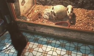 Oh oh...... your wife is behind you. . . . #lucifer #blackcat #reptilelover