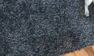 Pug Missed Her Dog Walkers Dearly