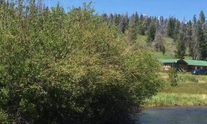 Moose at Play in Montana