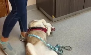 Who says dogs dislike going to the vet?