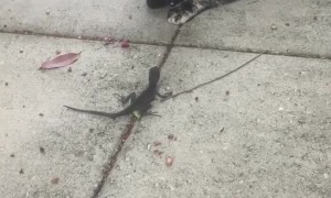 Confused cat tries to befriend wild lizard