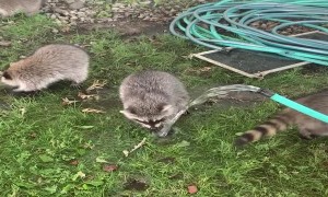 Rescued Raccoon Pups Learn to Wash Up