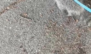Cute Raccoon Has a Great Day