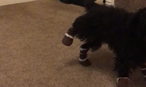 Doggy Doesn't Care for New Booties