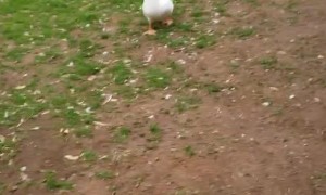 Ducks Destroy Bowl of Peas in Seconds