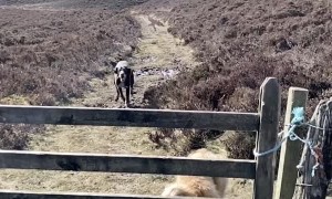 One Dog Hops While the Other Dog Stops