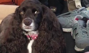 Dude Makes Dog Drowsy