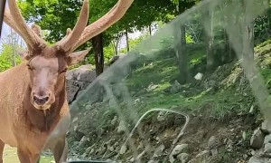 Elk Gets a Drive-By Snack