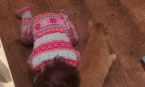 Affectionate Kitty Plays with Toddler Best Friend