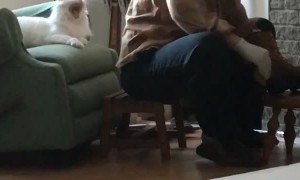 Cute Adopted Cat Asks For Attention