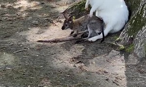 Joey Climbs Into White Wallaby's Pouch