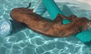 Dog lies on floaties while chilling in the pool