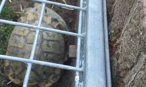 That Time of Year for Turtles to Show Some Love