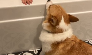 Bath Time Laughs With Corgi Friend