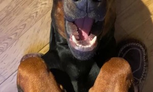 Adorable Doberman Lays on Its Back