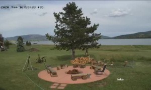 Protective Dogs Wild Encounter Passing Moose