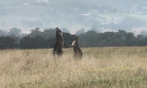 Kangaroos Tussle for Territory