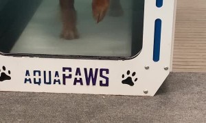 Doggy Takes a Liking to Pool Noodle During Physical Therapy