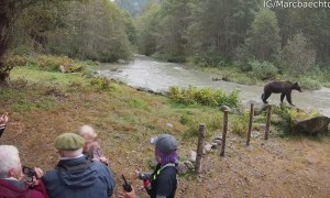 Grizzly Bear Comes Close to Tour Group