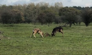 Two Fallow Deer Fighting for a Female
