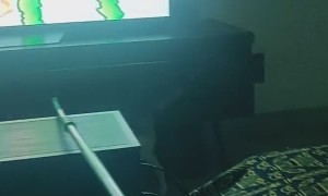 Cat Follows Instructions Perfectly